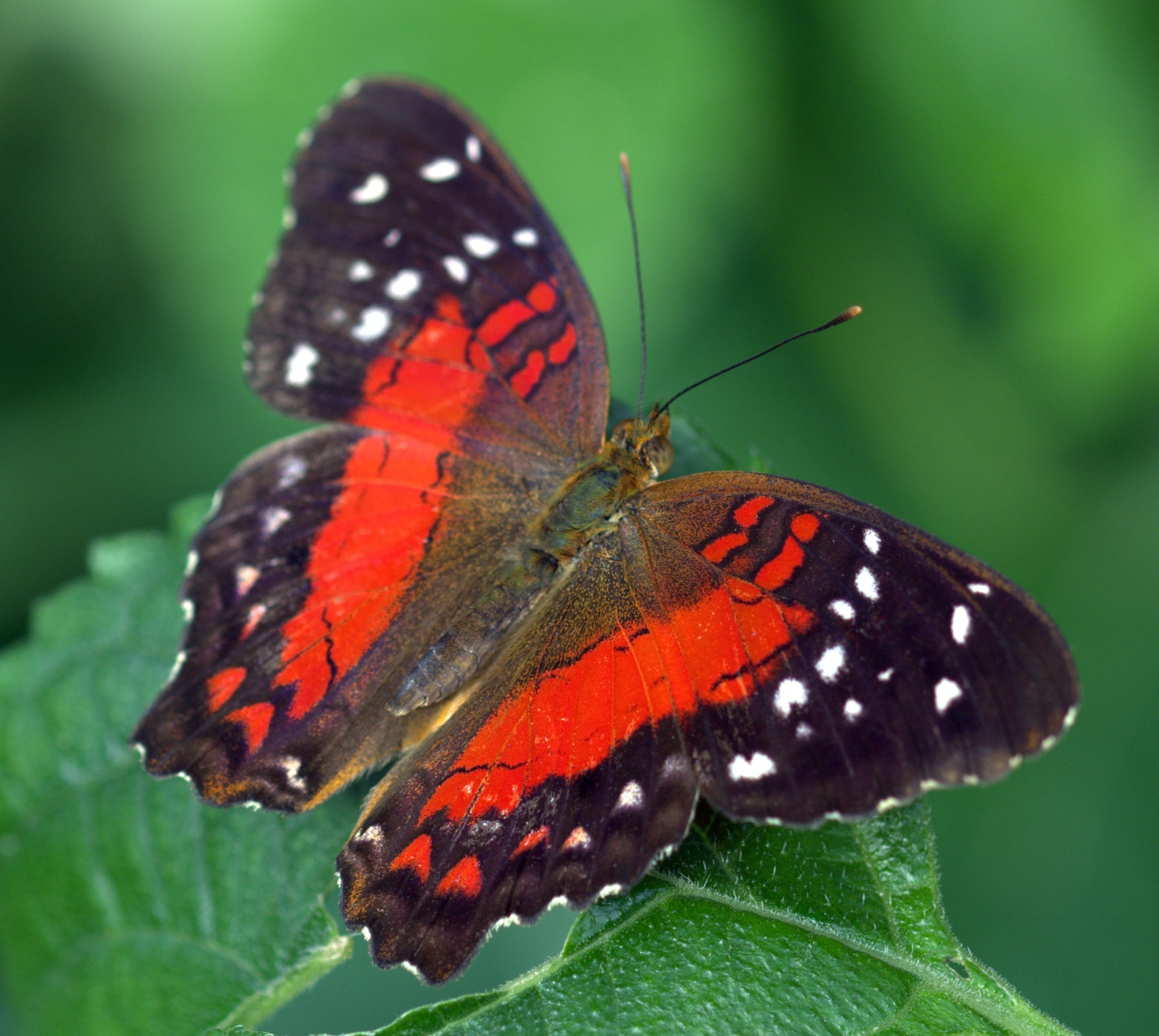 Black and red butterfly on green leaf - Inspiring Portfolio Careers